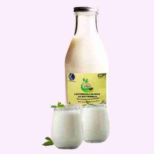 Lactobacillus-Rich A2 Buttermilk